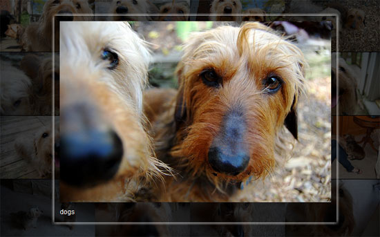 jphotogrid screen jPhotoGrid   Zoomable jQuery Image Gallery