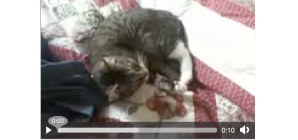 html5media 20 Excellent HTML5 Video Players