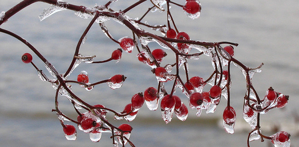 snowy winter 004 35 Examples of Beautiful Winter Photography