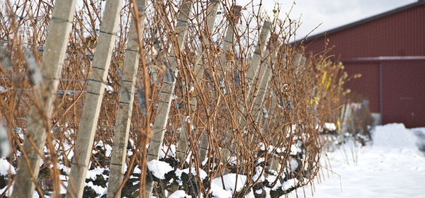 snowy winter 021 35 Examples of Beautiful Winter Photography